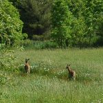 Rehe am Strassenrand