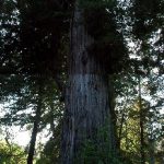 Big Tree Wayside (92m hoch, 6m Durchmesser), Redwoods, CA
