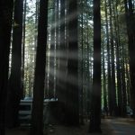 Auf dem Zeltplatz, Humboldt State Park, CA