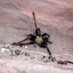 Tote Vogelspinne, Zion National Park, UT