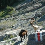 Schafe unter dem Eiger