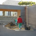 Schirmplatane auf dem Mergelplatz