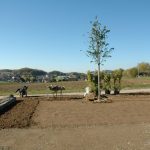 Linde (Tilia cordata, "greenspire")