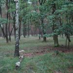 Magnifiques forêts tout au long du parcours