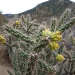 Cylindropuntia imbricata auch walking stick cholla genannt, mit gelben Früchten