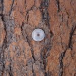 Nach dem Galileo Tree, James Monroe 5ter President