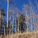 Birkenwald nach dem Canyon