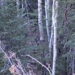 Bobcat (Lynx rufus) auf der La Luz (neben dem Baum in der Mitte)
