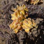 Gelbe Frucht des Cane Cholla