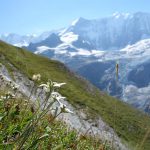 Edelweiss und Fiescherhörner