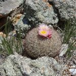 Kaktusblüte auf fast 3000m