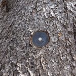 Pinion Baum der vor über 600 Jahren gekeimt hat