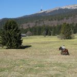 Daffodil, daffodil and horses