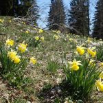 Daffodil, daffodil