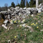 Daffodil, daffodil
