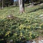 Daffodil, daffodil
